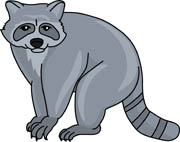 Racoon clipart. Free raccoon clip art
