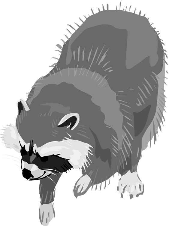 racoon clipart gray