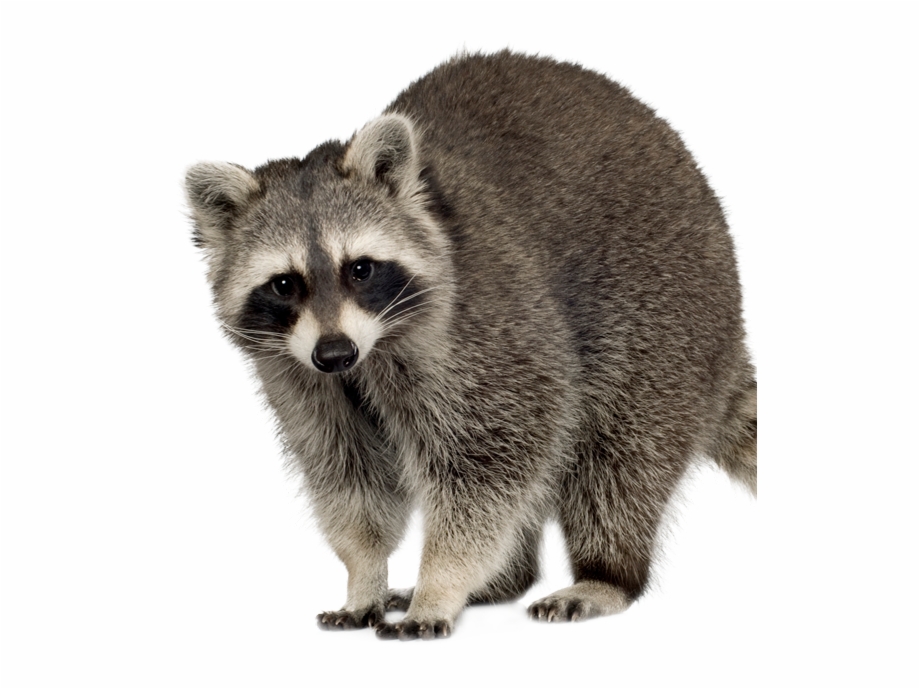 racoon clipart mammal