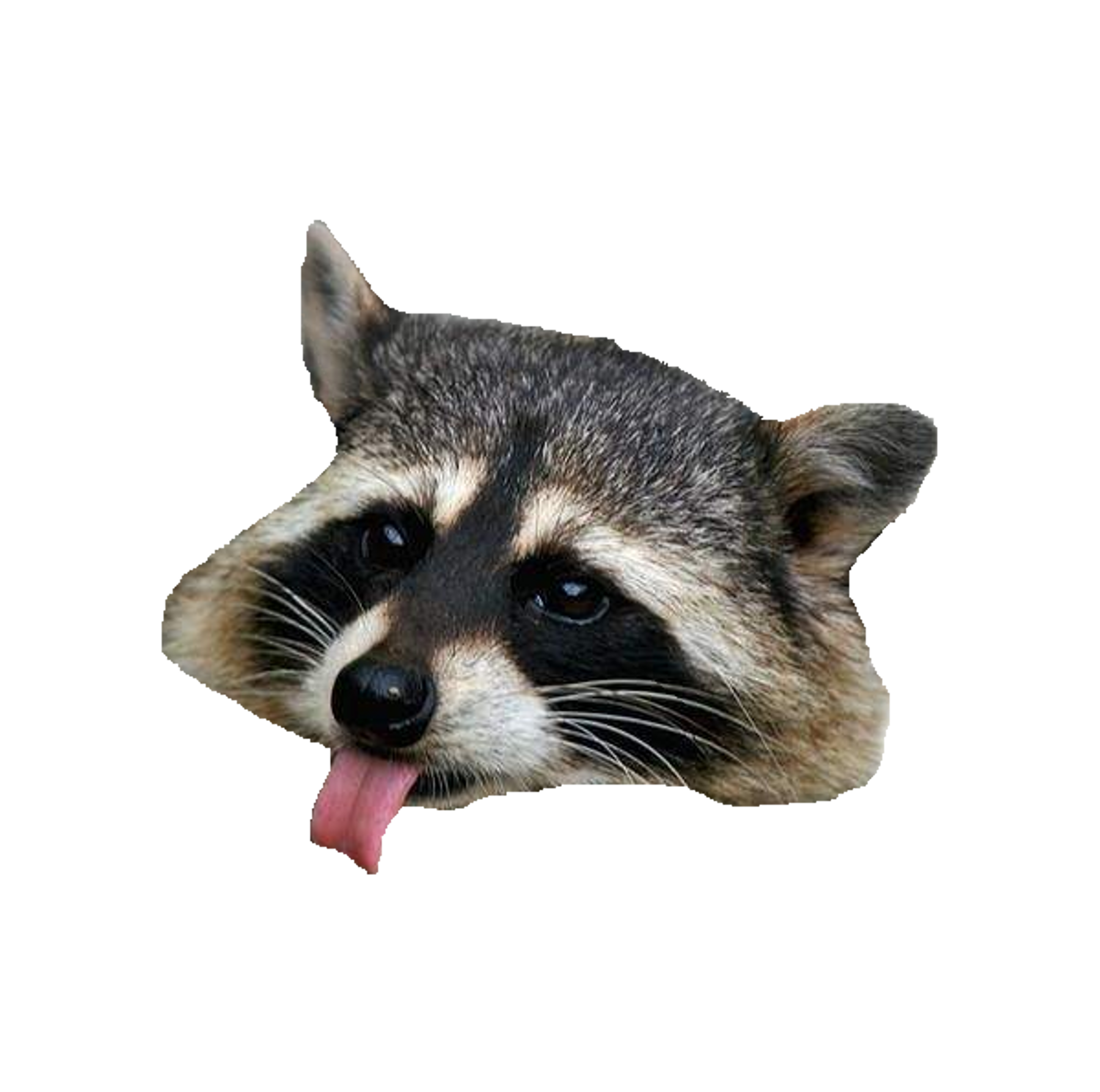 racoon clipart nocturnal animal