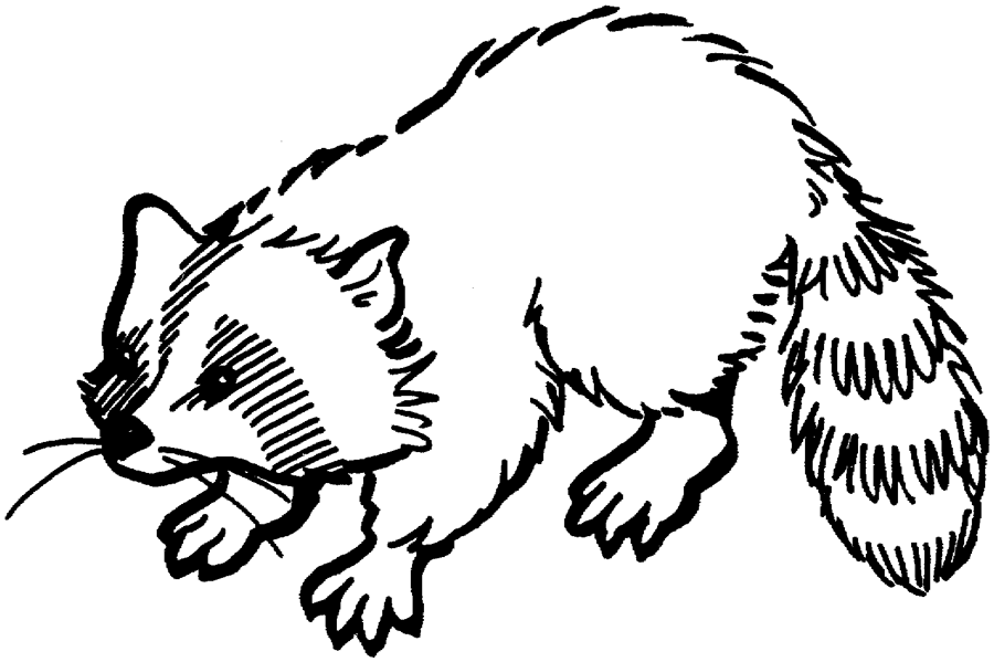 Free black and white. Racoon clipart outline