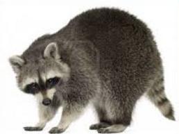 racoon clipart realistic