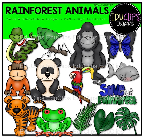 Animals clip art set. Rainforest clipart amphibian animal