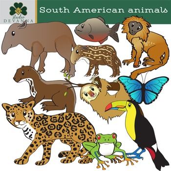 rainforest clipart animal south america