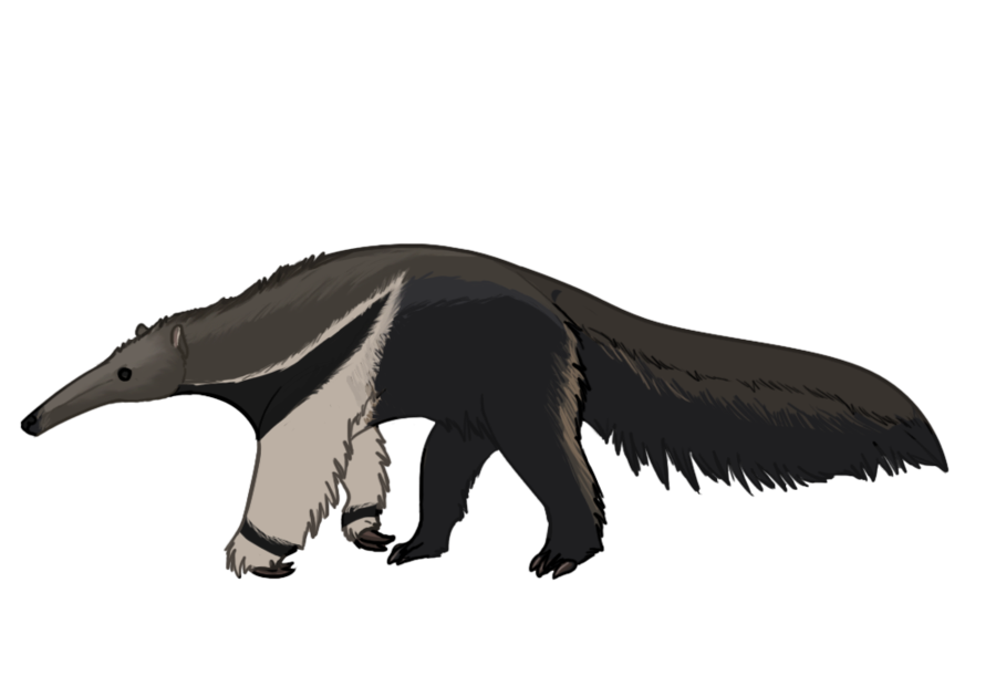 Rainforest clipart anteater.  collection of cartoon