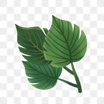 Rainforest clipart biology plant. Tropical png vector psd