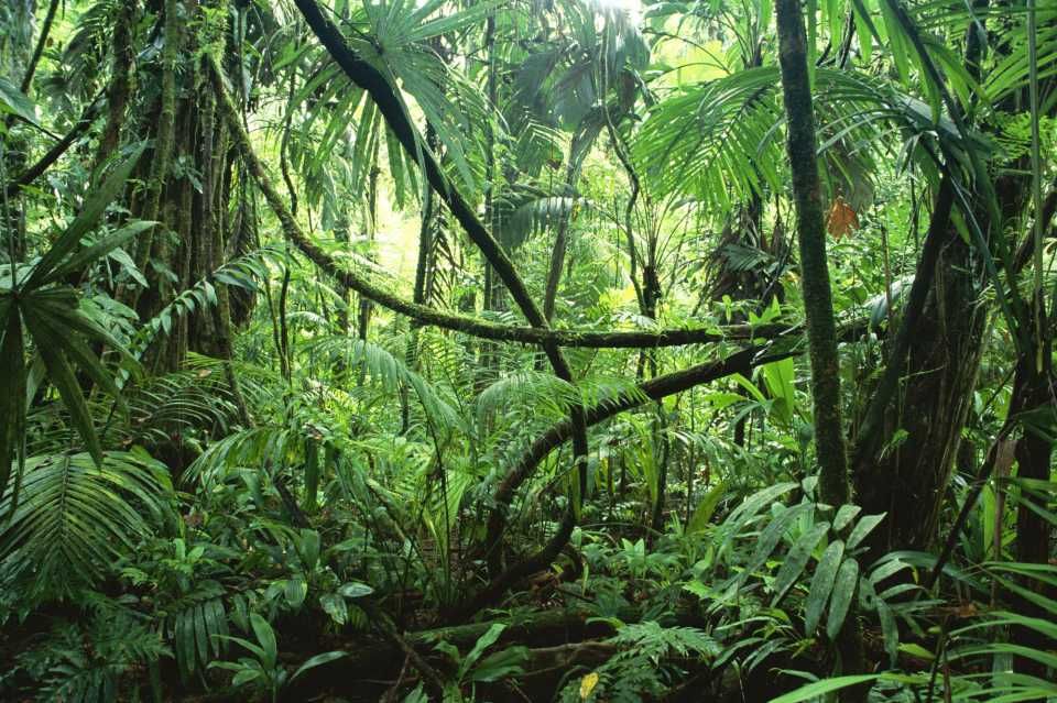 rainforest clipart dense jungle