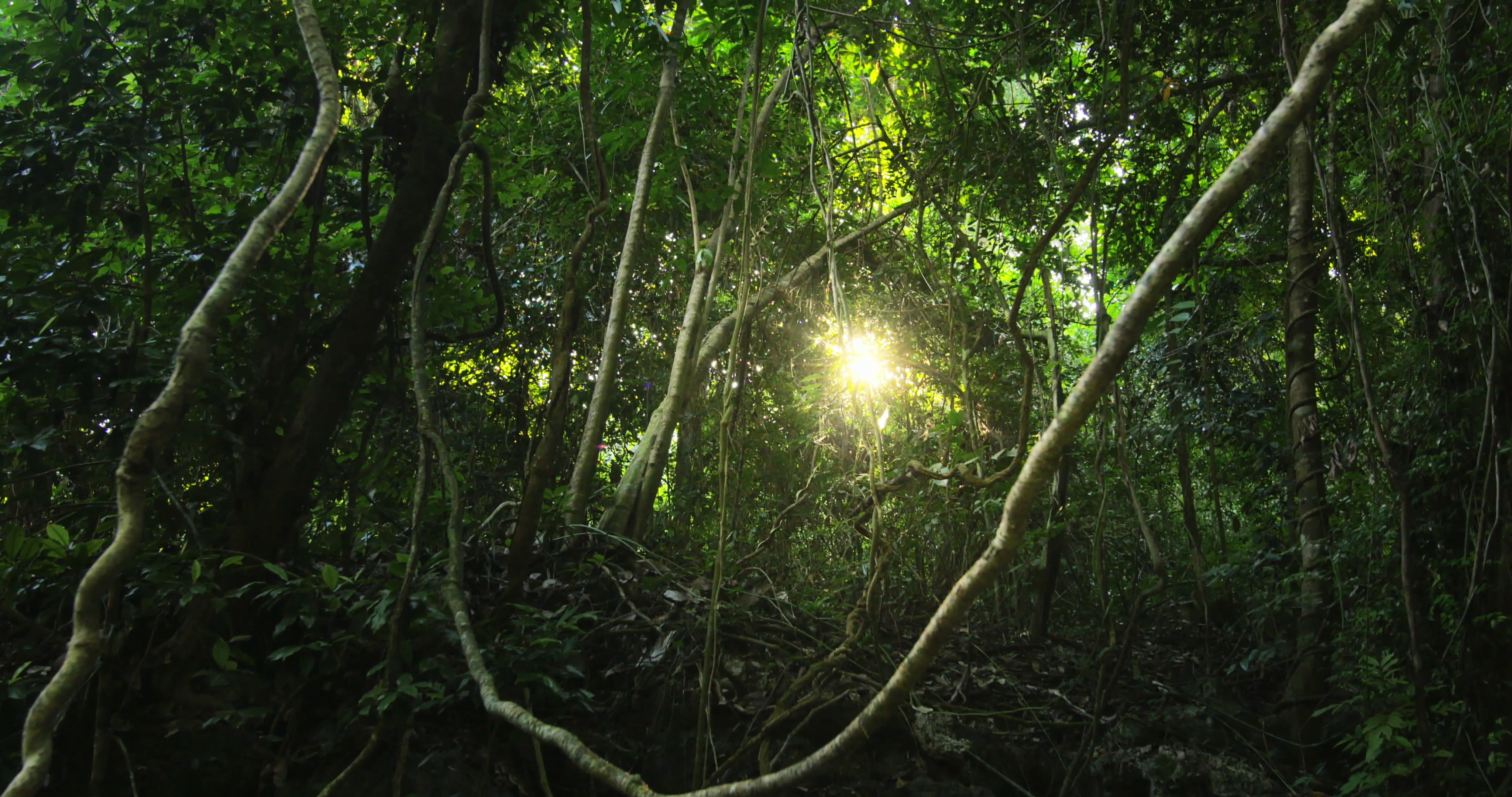 rainforest clipart dense jungle