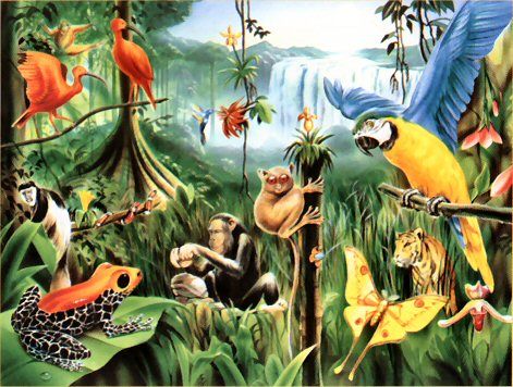 rainforest clipart diverse