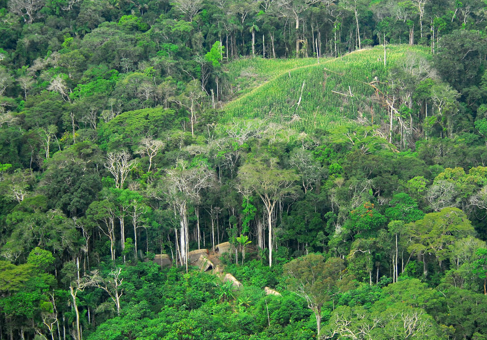 Amazon deforestation is close. Rainforest clipart forest destruction