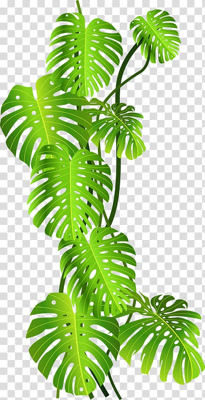 Leafed tropics jungle tropical. Rainforest clipart green plant