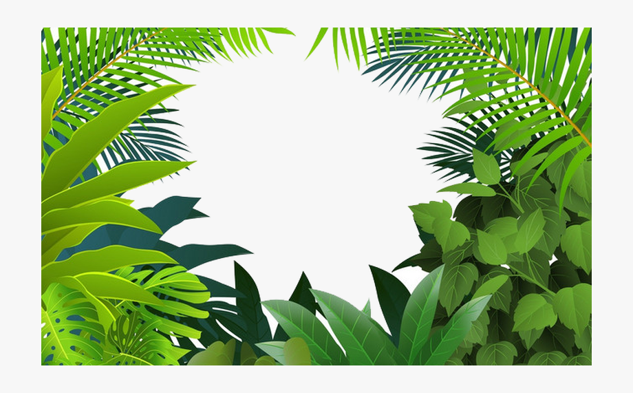 Palm tree frames illustrations. Rainforest clipart illustration