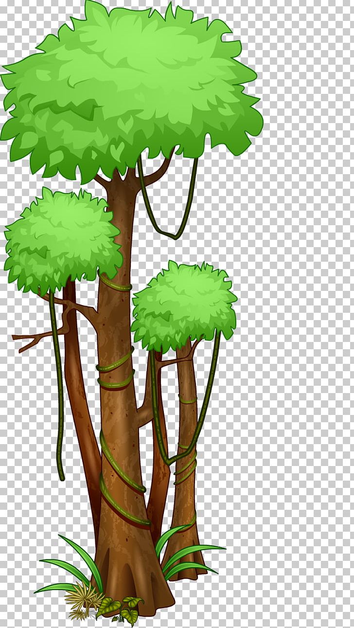 Tree tropical png . Rainforest clipart jungle amazon