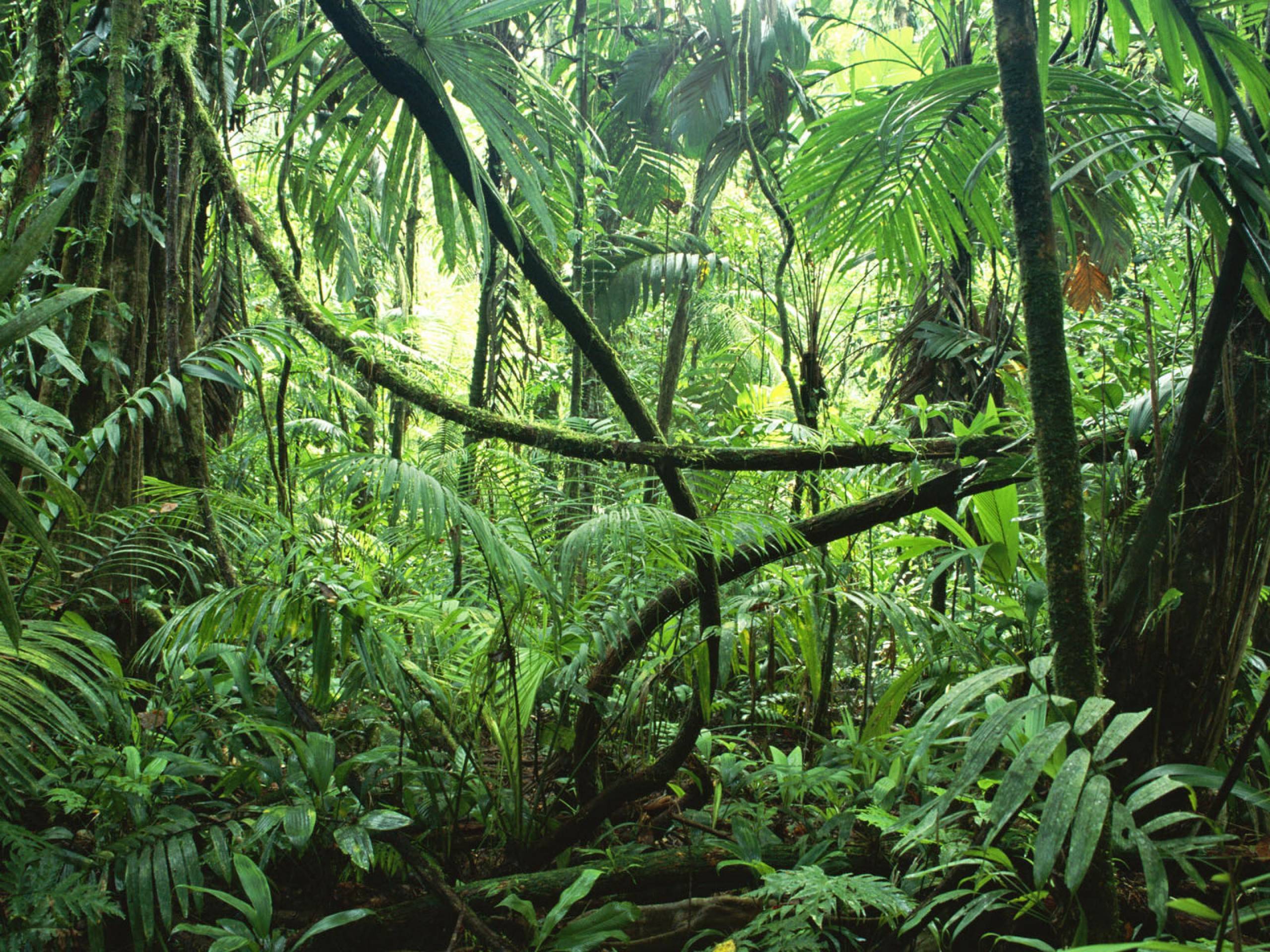 rainforest clipart jungle background hd