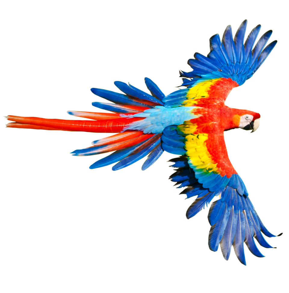 Rainforest clipart macaw. Red and green amazon