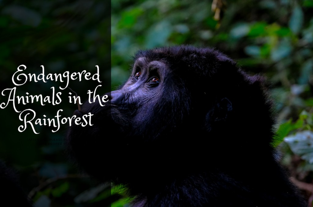 rainforest clipart monkey habitat