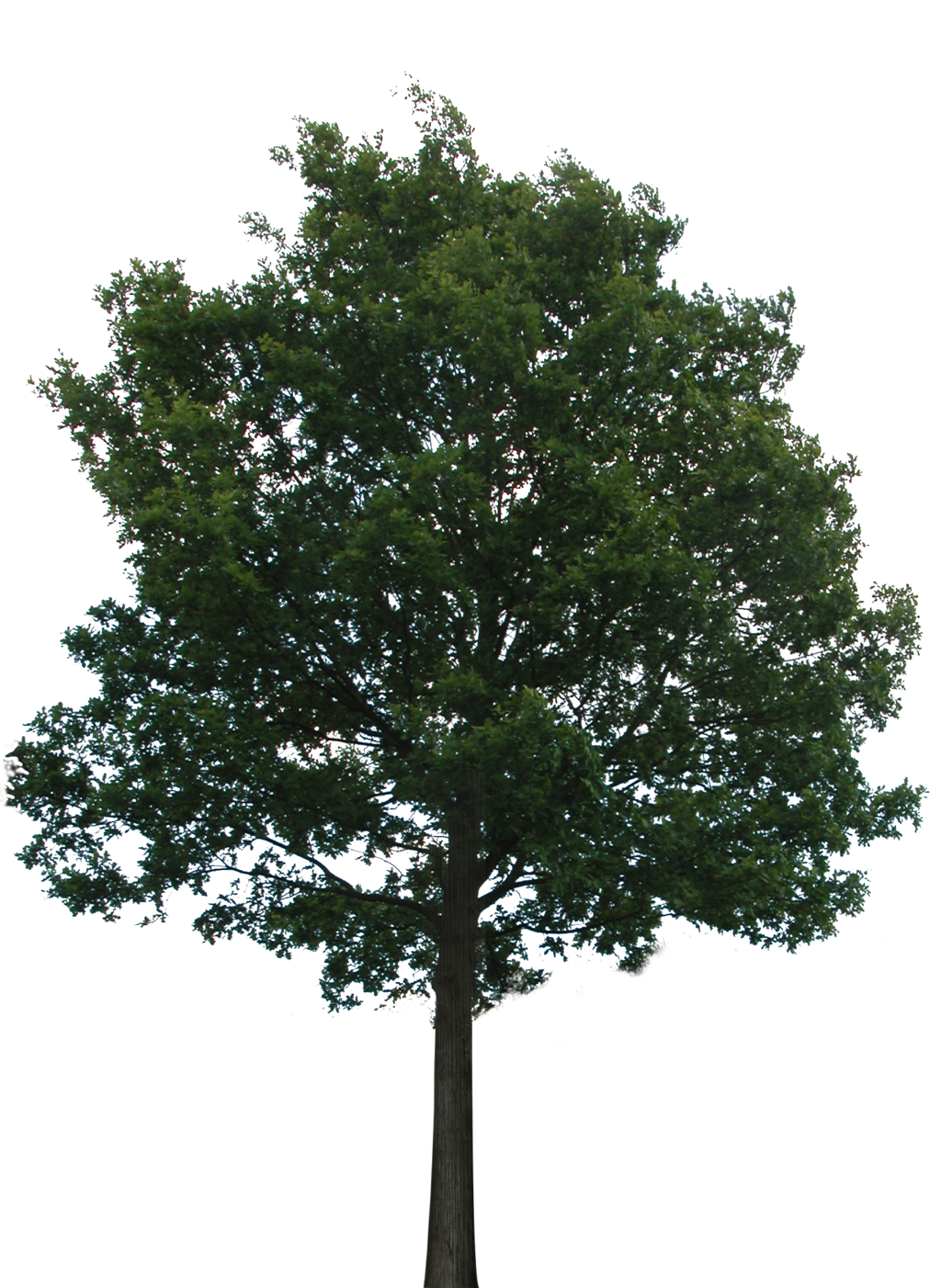 Rainforest clipart park tree. Narra png transparent images