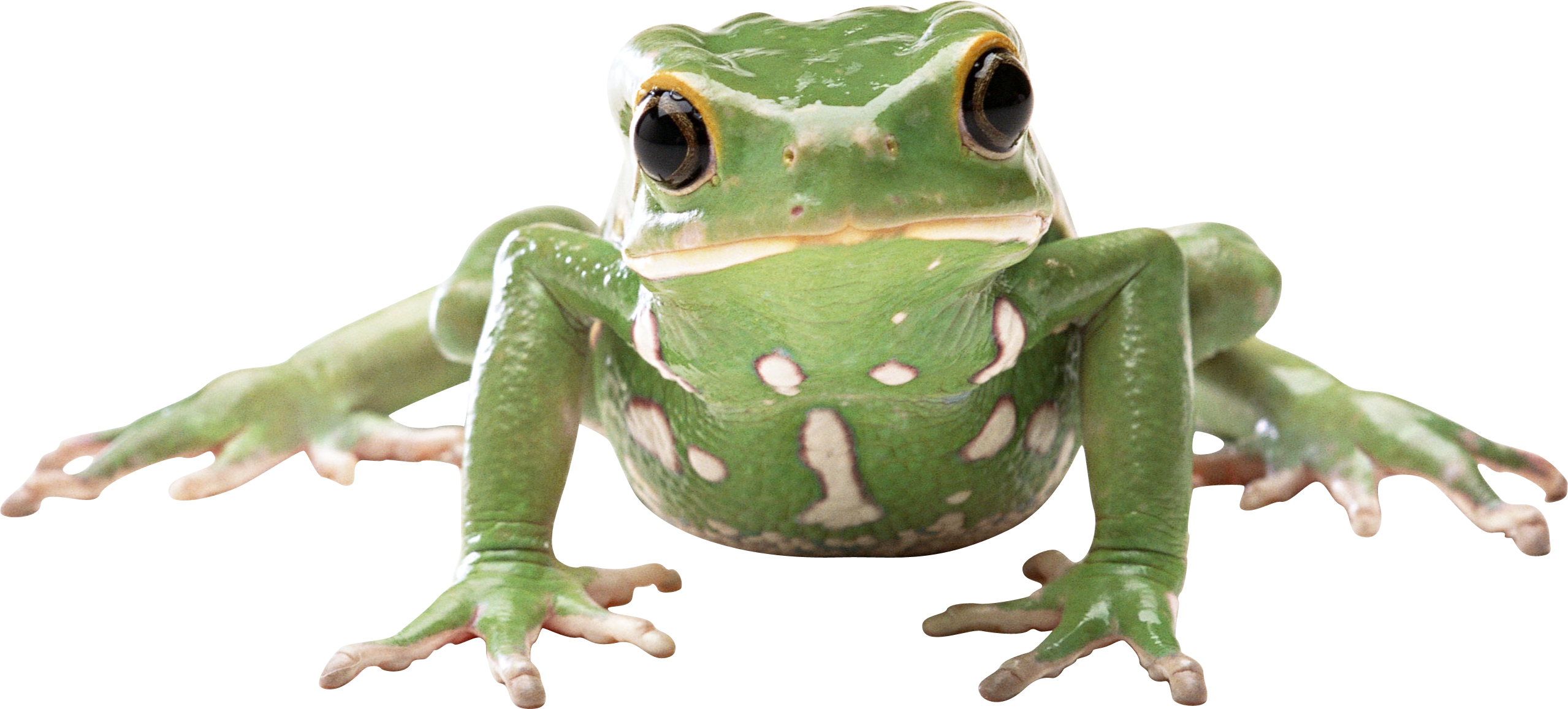 rainforest clipart poison frog