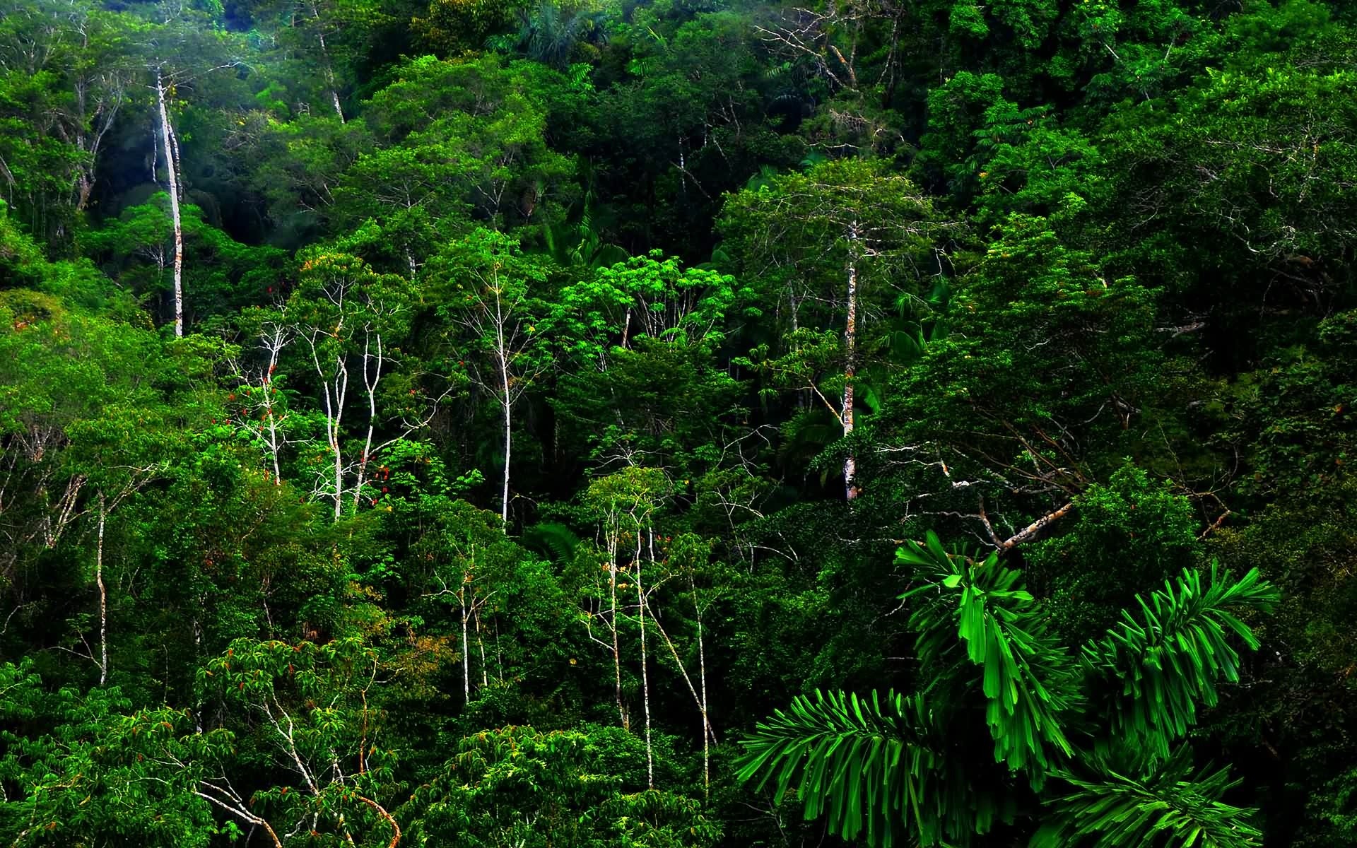 rainforest clipart rainforest background