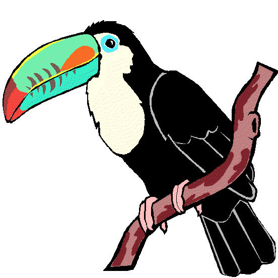 toucan clipart rain forest animal