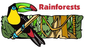 rainforest clipart rainforest brazil