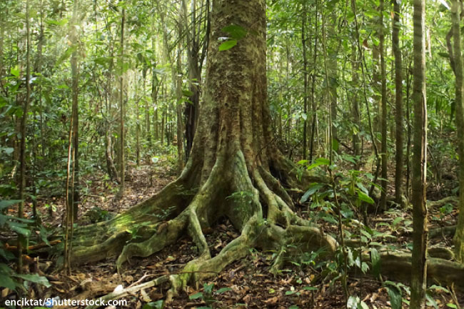 Rainforest clipart rainforest floor. Download amazon forest 