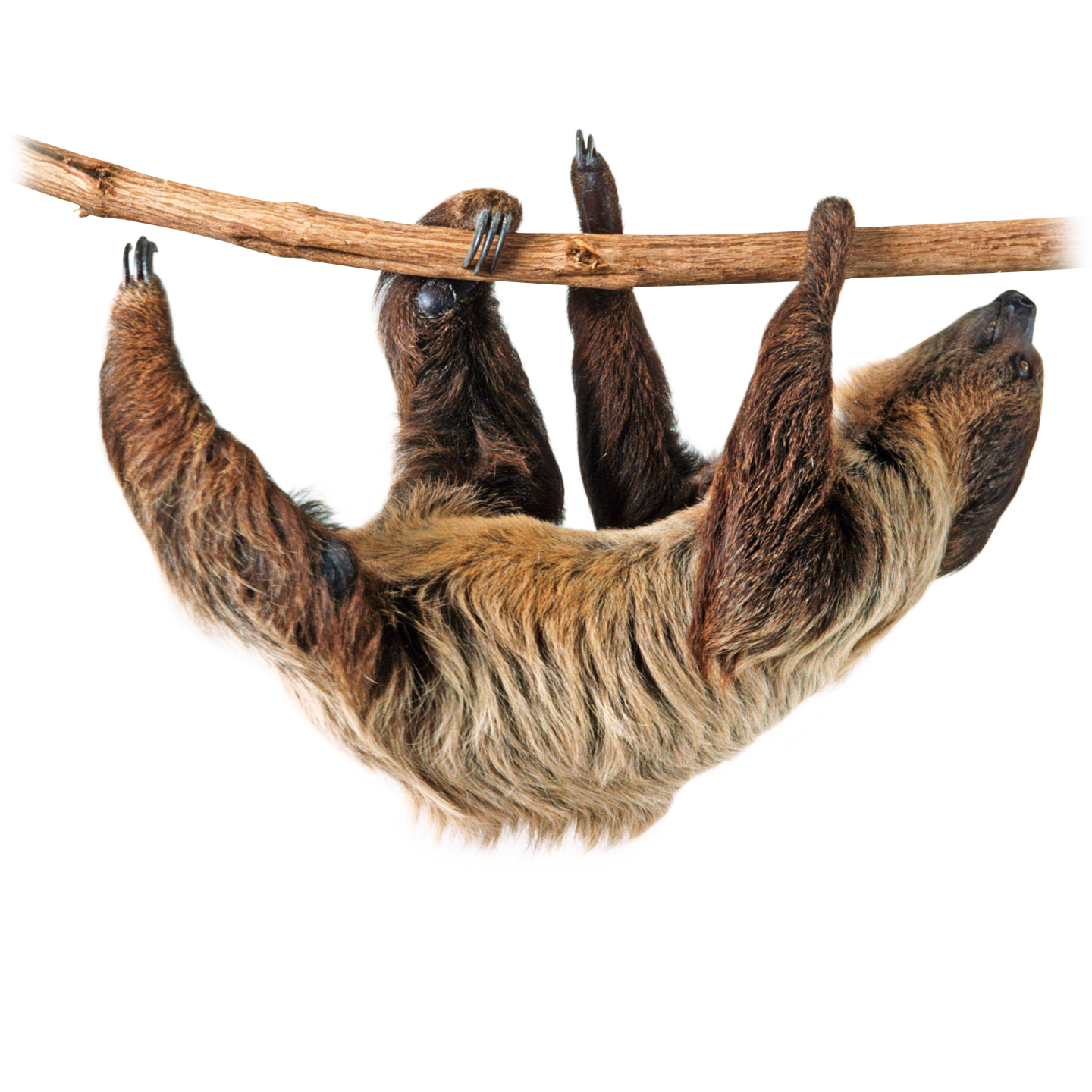 rainforest clipart rainforest sloth
