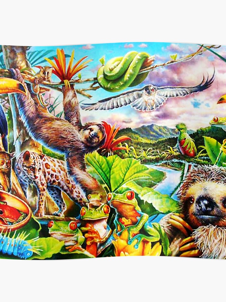 rainforest clipart rainforest sloth
