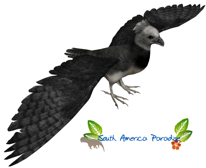 Harpy eagle titan. Rainforest clipart rare bird