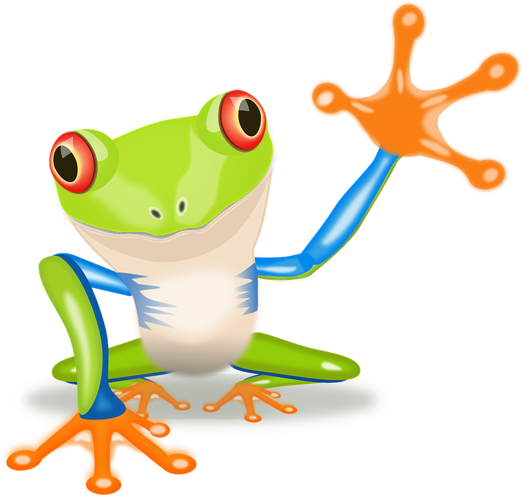 Rainforest clipart red eyed. Tree frog small free