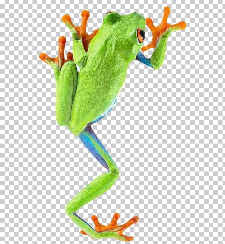 Tree frog stock photography. Rainforest clipart red eyed