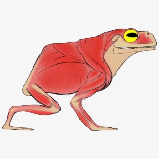 rainforest clipart red frog