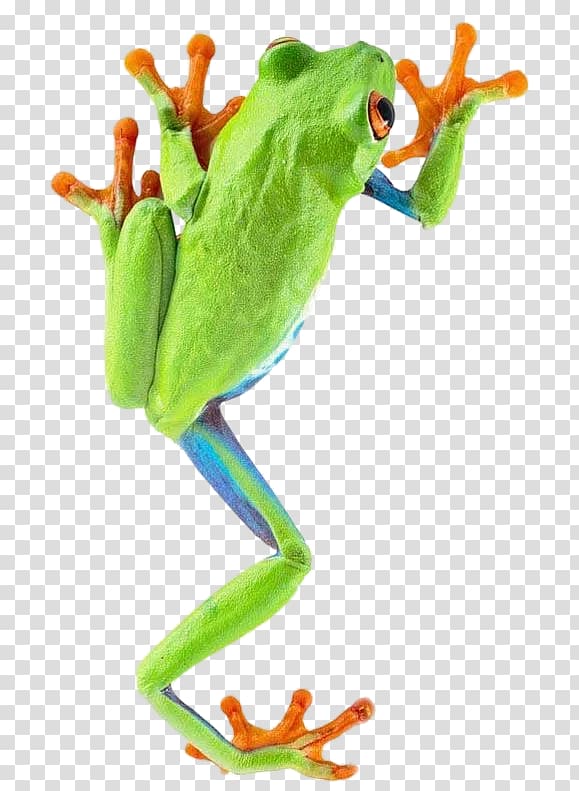 Rainforest clipart red frog. Green orange and blue