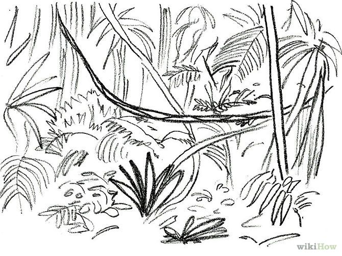 rainforest clipart simple