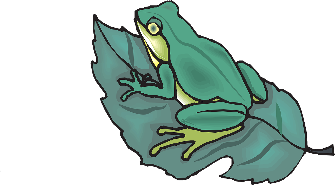 rainforest clipart treefrog