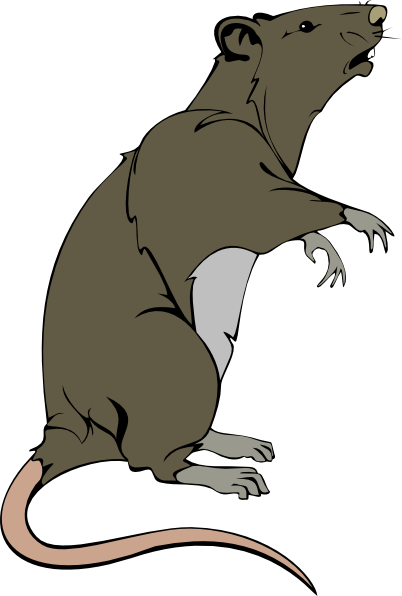 rat clipart