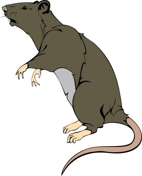 clipart rat female rat