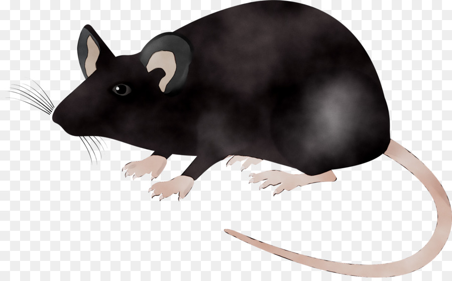 rat clipart animal scientist