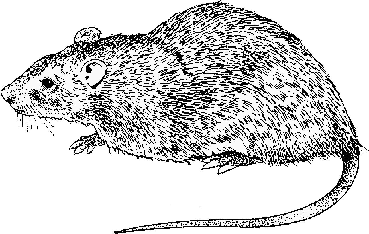 Rat drawing