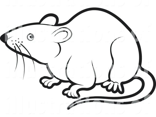 Rat clipart drawing. Line at paintingvalley com