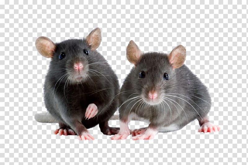 Rat clipart fancy. Brown mouse rodent rattan
