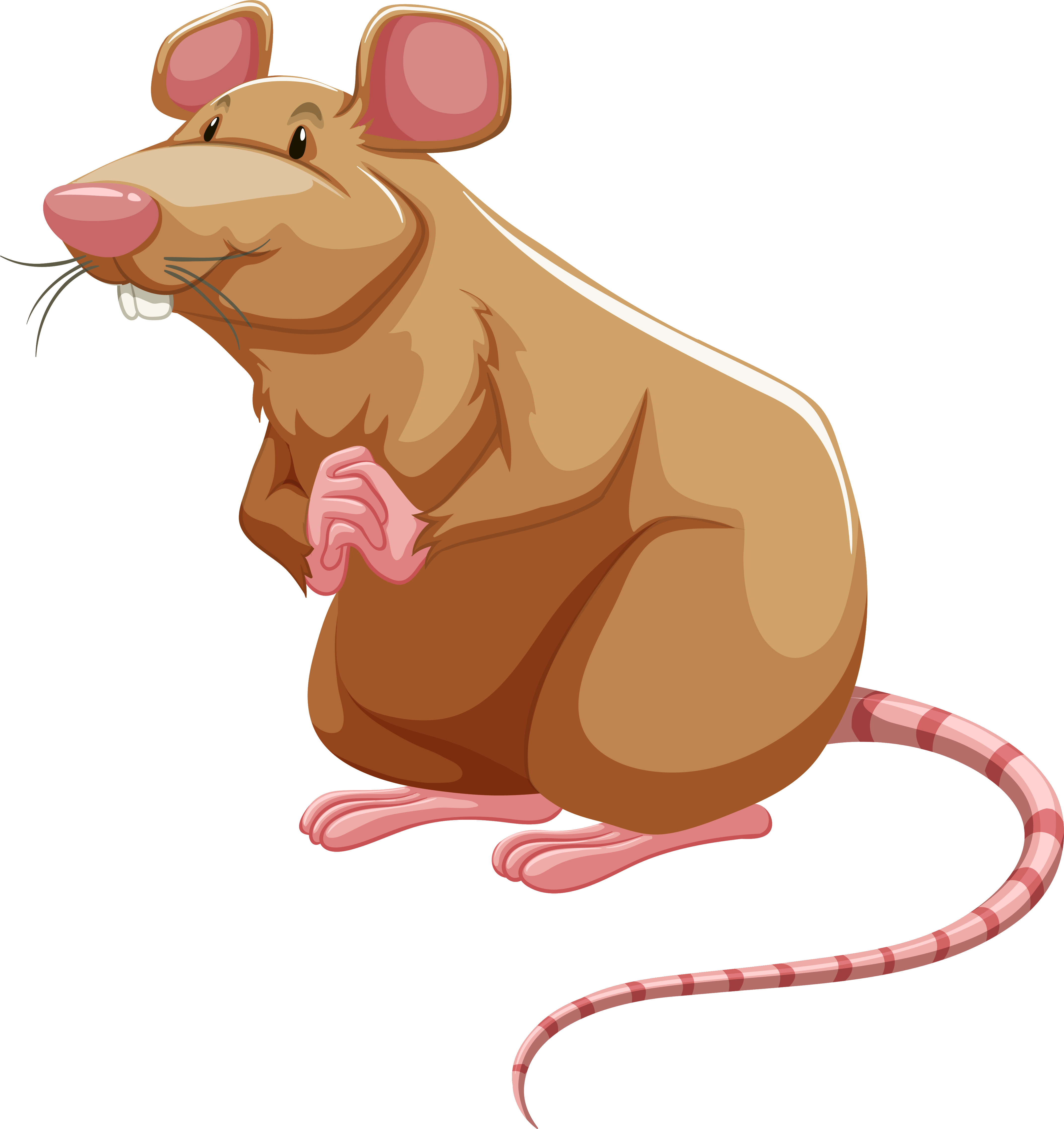 rat clipart lab rat