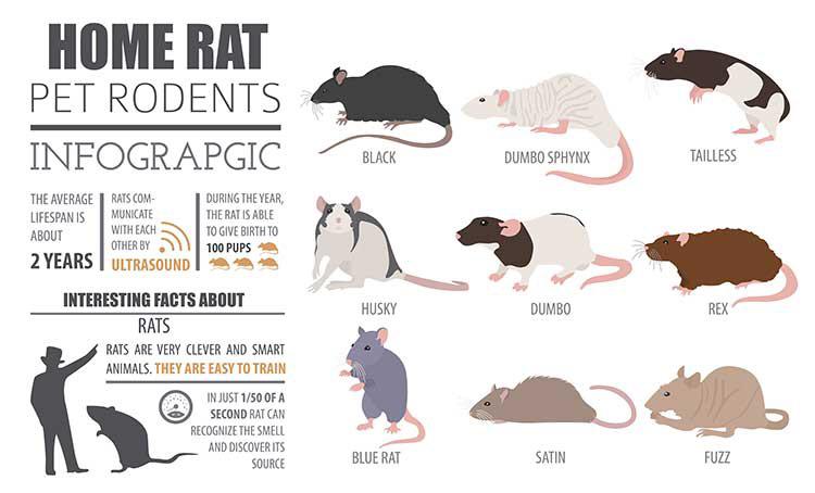 rat clipart pet rat