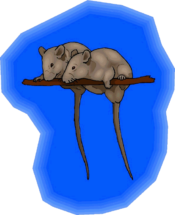 rat clipart realistic