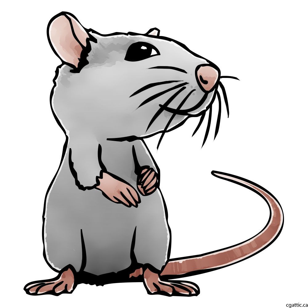 rat clipart realistic cartoon