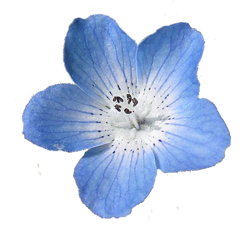 Image blue petal animal. Real flower png