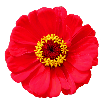 Real flower png. Image gallery useful floral