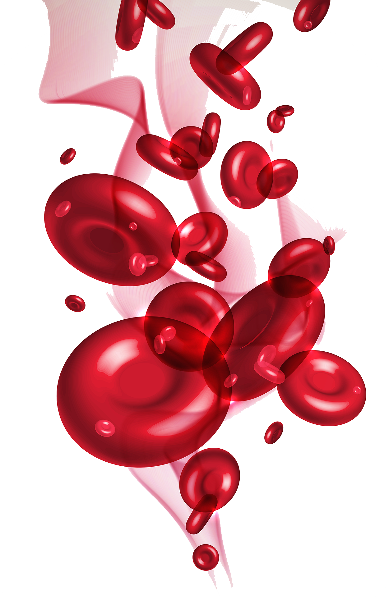 Red blood cells png. Cell transprent free download