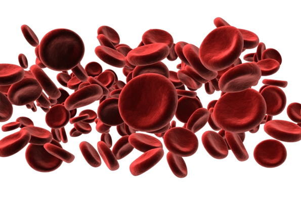 What does your urine. Red blood cells png