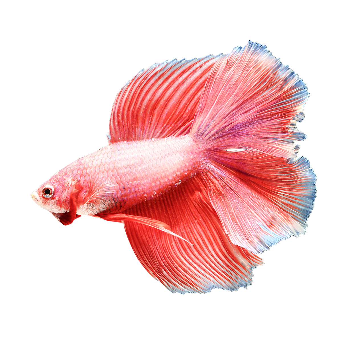 Buy online save on. Red clipart betta fish